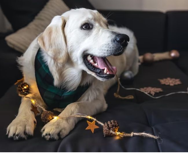 Diwali 2023 Pets care